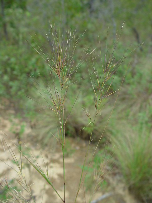 Aristida tuberculosa plant