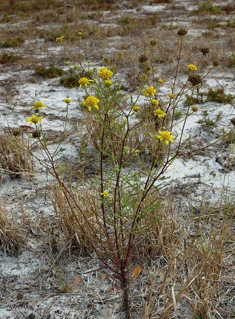 Balduina angustifolia plant
