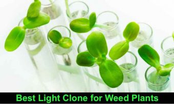 Best Light Clone for Weed Plants