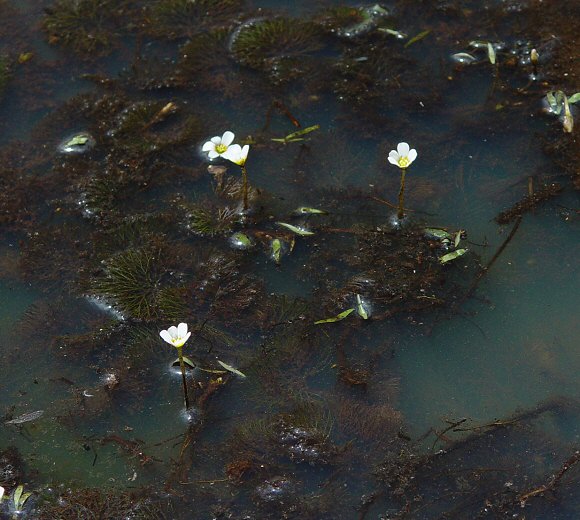 Cabomba caroliniana plant