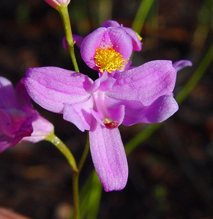Calopogon barbatus flower