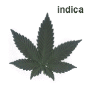 Cannabis Indica