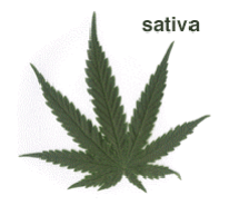 Cannabis Sativa