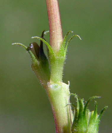 Catharanthus roseus calyx