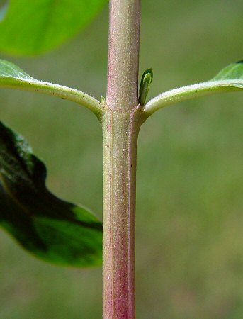 Catharanthus roseus stem