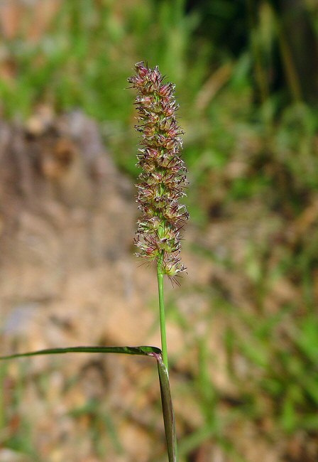 Cenchrus echinatus plant