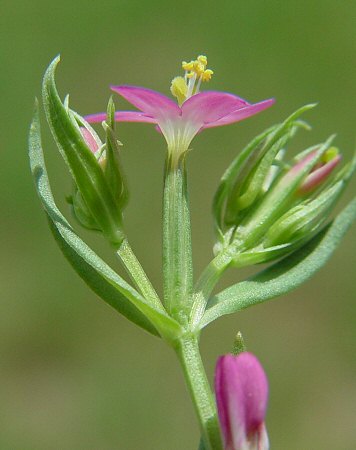 Centaurium pulchellum calyx