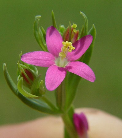 Centaurium pulchellum flower