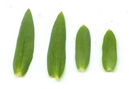 Centaurium pulchellum leaves