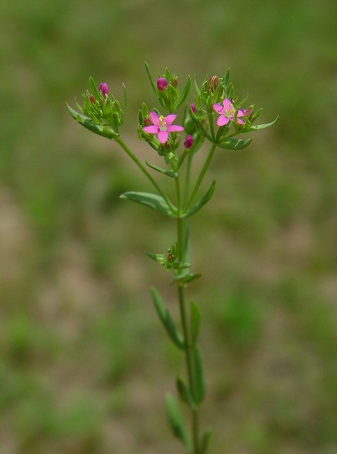 Centaurium pulchellum plant