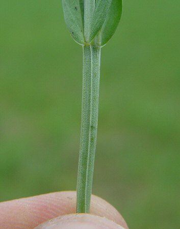 Centaurium pulchellum stem