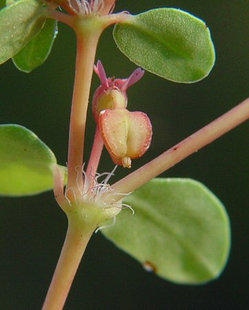 Chamaesyce cordifolia capsule