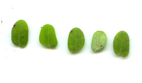 Chamaesyce cordifolia leaves