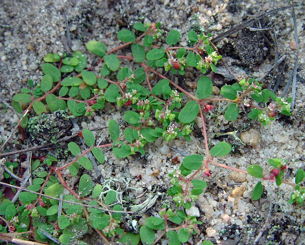 Chamaesyce cordifolia plant