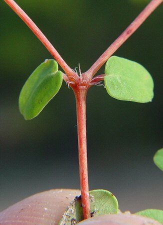 Chamaesyce cordifolia stem