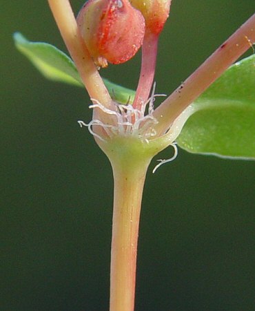 Chamaesyce cordifolia stipules