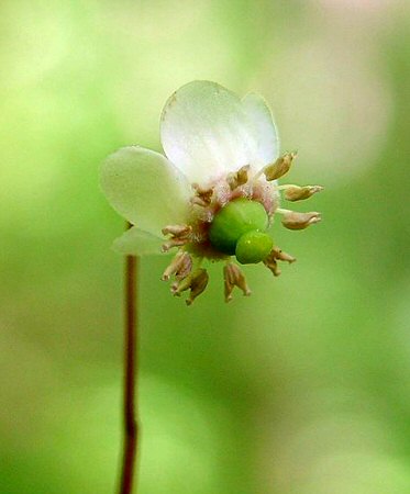 Chimaphila maculata flower