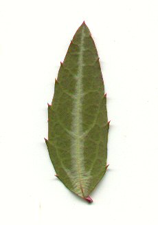 Chimaphila maculata leaf