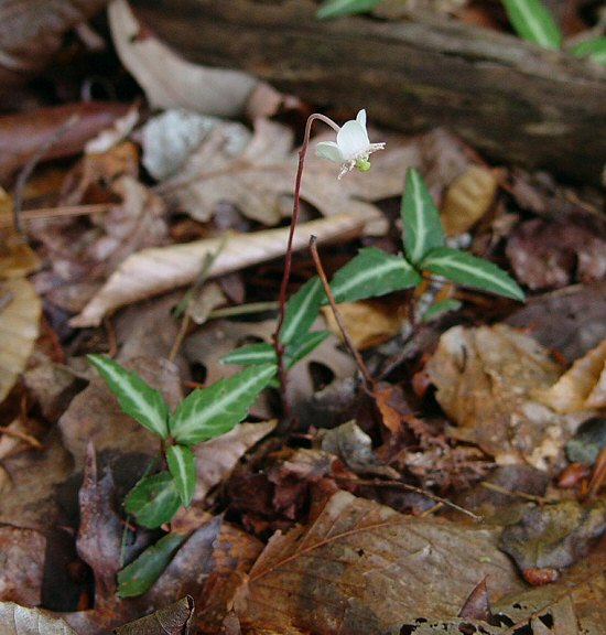 Chimaphila maculata plant
