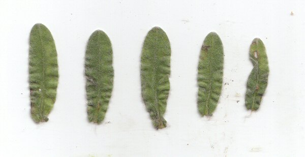 Chrysopsis gossypina leaves