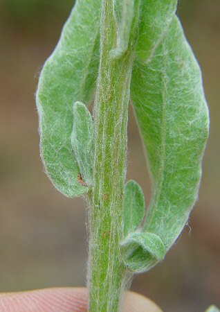 Chrysopsis gossypina stem
