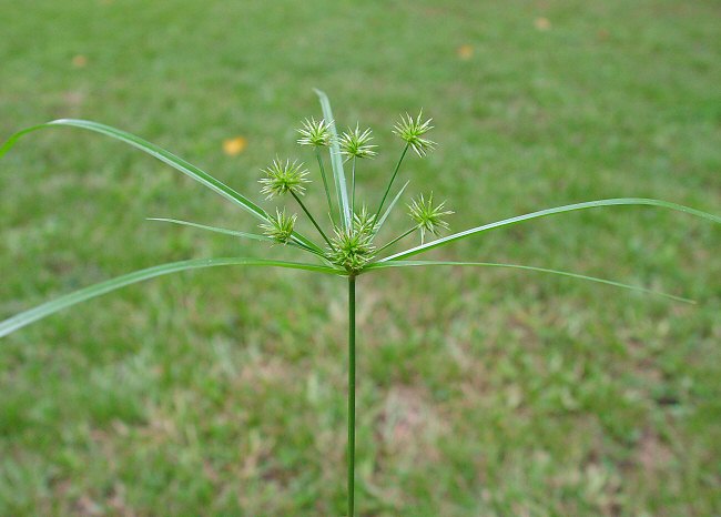 Cyperus croceus plant