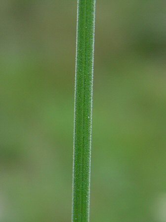 Cyperus plukenetii stem