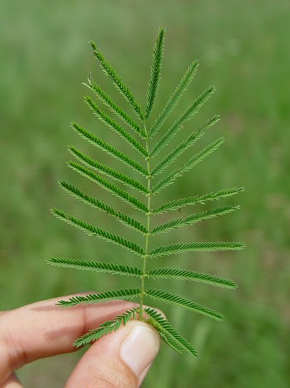 Desmanthus illinoensis leaf