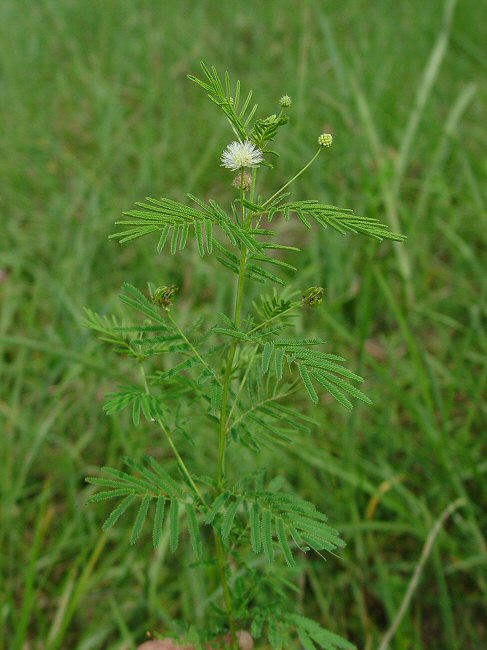Desmanthus illinoensis plant