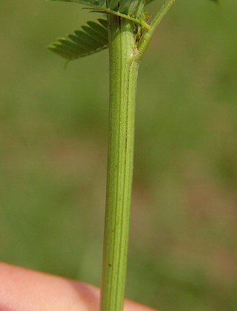 Desmanthus illinoensis stem