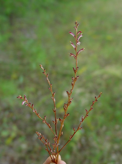 Epifagus virginiana plant