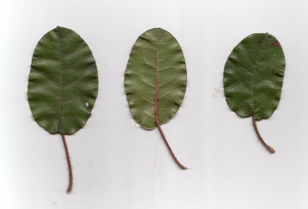 Epigaea repens leaves