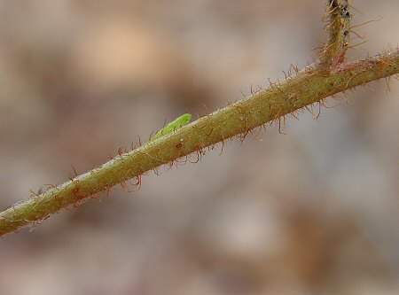 Epigaea repens stem