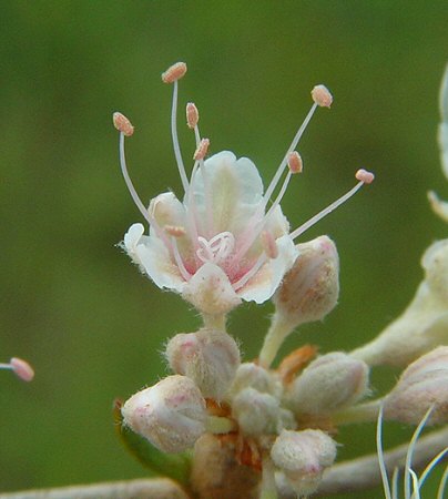 Eriogonum tomentosum flower