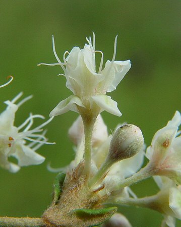 Eriogonum tomentosum flower