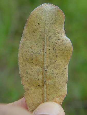 Eriogonum tomentosum leaf