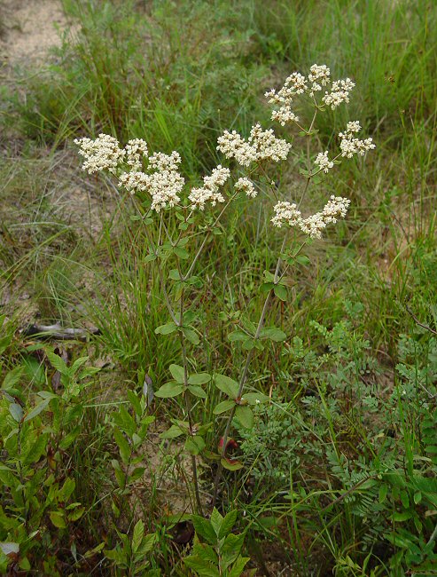 Eriogonum tomentosum plant