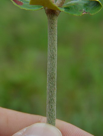 Eriogonum tomentosum stem