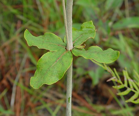 Eriogonum tomentosum whorl