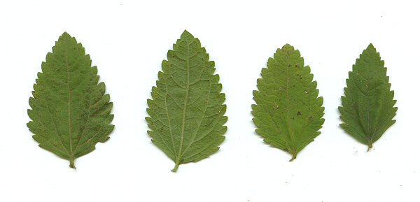 Eupatorium rotundifolium leaves