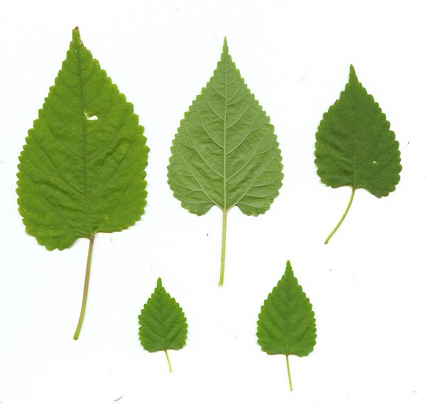 Fatoua villosa leaves