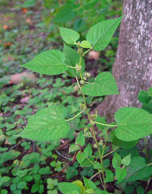 Fatoua villosa plant