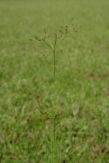 Fimbristylis autumnalis plant