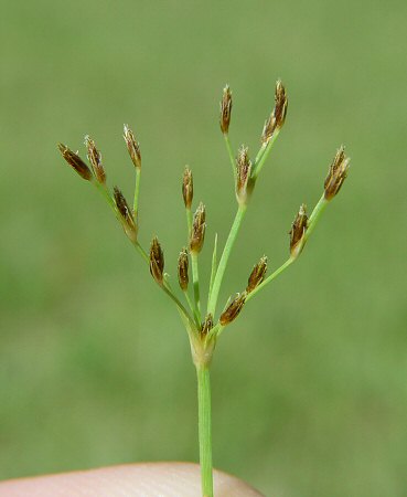 Fimbristylis autumnalis spikelet