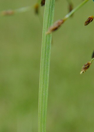 Fimbristylis autumnalis stem