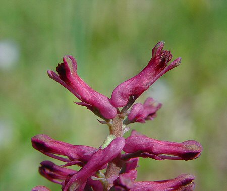 Fumaria officinalis flowers