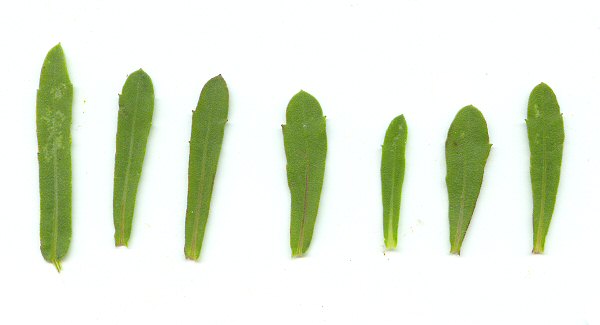 Gaillardia aestivalis leaves