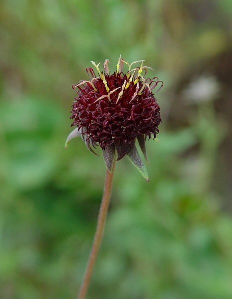Gaillardia aestivalis plant