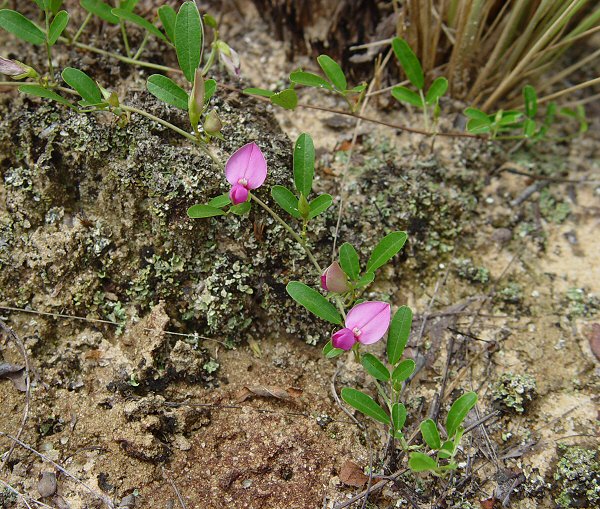 Galactia regularis plant