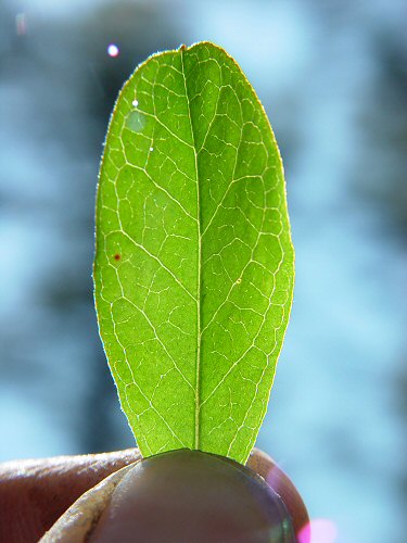 Gaylussacia dumosa leaf